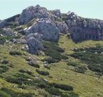 Risnjak
